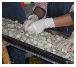 Lychee Peeling Machine