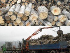 2-3ton wood pelletizing plant in Serbia